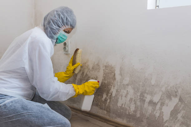 Attic Mold Removal in Plymouth, MN